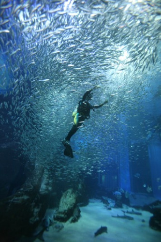 水族館現(xiàn)罕見場(chǎng)景上萬(wàn)沙丁魚上演銀色漩渦（圖）