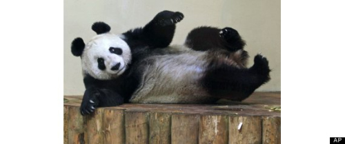 在英國愛丁堡動物園的雌性大熊貓“甜甜”