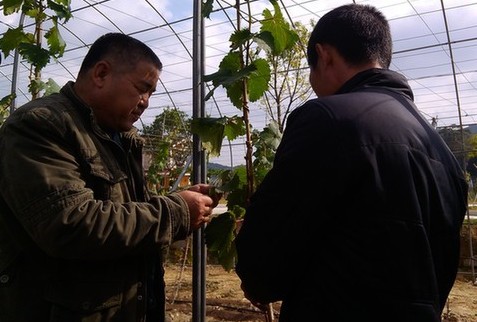 霞浦老支書帶頭致富 履職盡責(zé)汗水澆灌幸福花