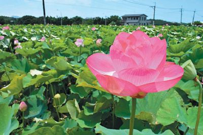 新北淡水屯山里荷花搖曳盛開（圖）