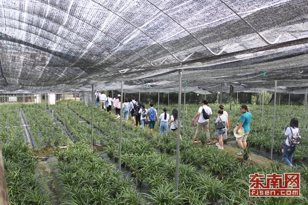 紅軍入閩第一村：樓上開花樓下香