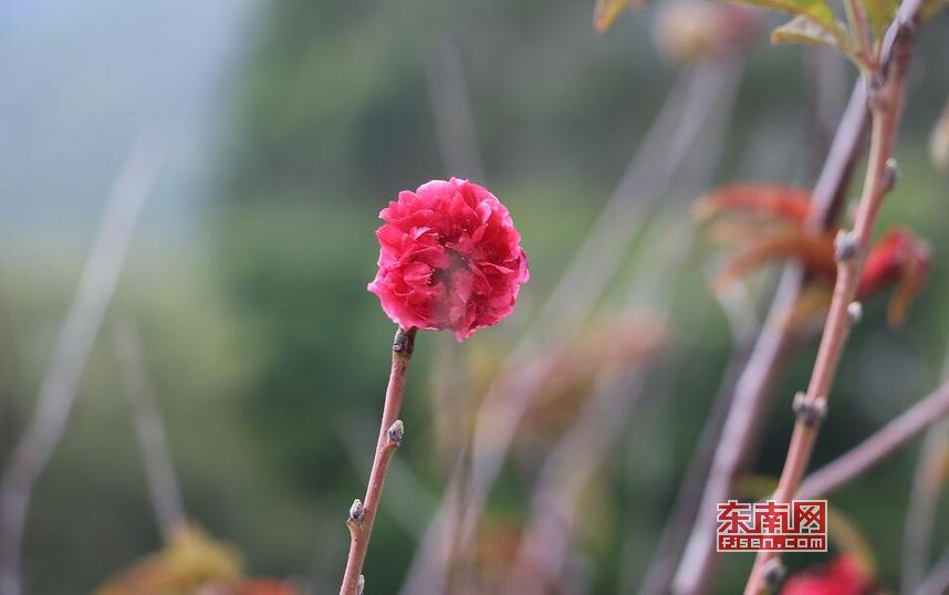 走進莆田涵江東大村 享受“偷得浮生半日閑”