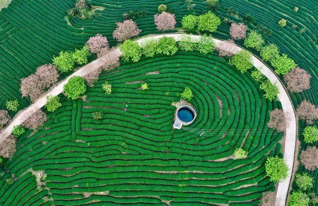 （社會）（1）福建漳平：打造“花樣”產業