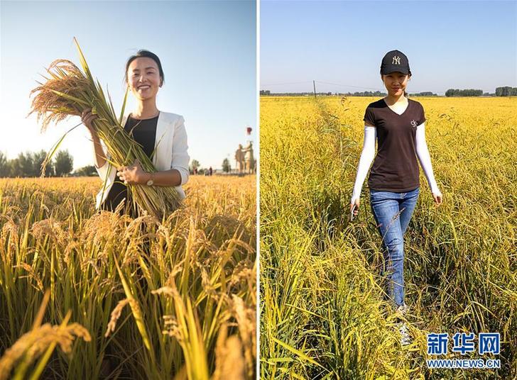 （圖文互動·豐收的味道）（1）愛紅妝　更戀稻香——吉林兩位返鄉女大學生的“稻夢空間”